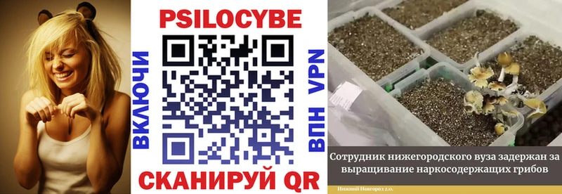 KRAKEN tor  Льгов  Галлюциногенные грибы Psilocybe 